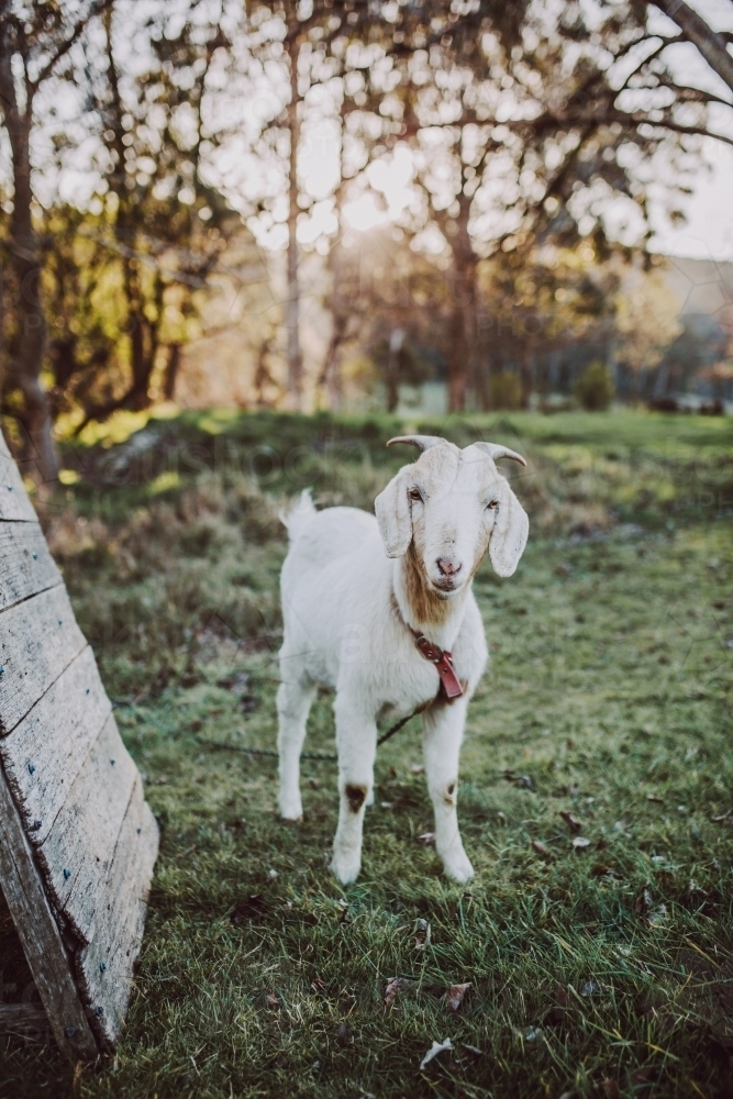 Young goat sanding in paddock looking at camera - Australian Stock Image