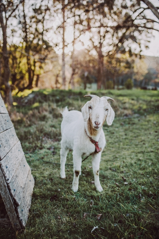 Young goat standing in paddock - Australian Stock Image