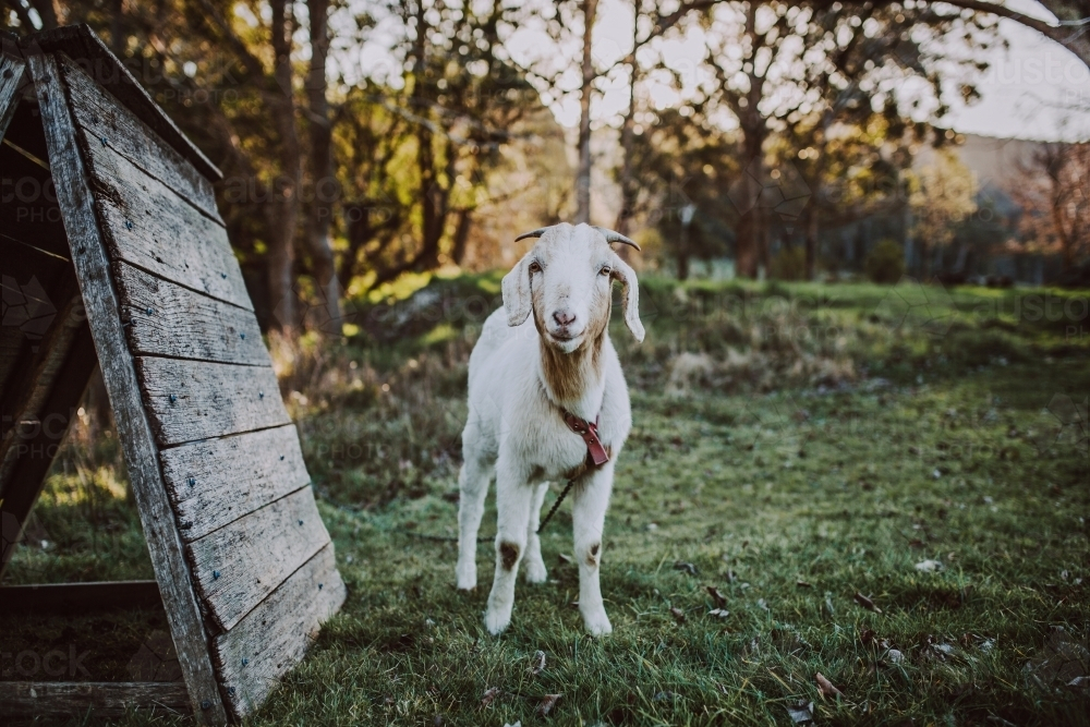 Young goat standing in paddock - Australian Stock Image