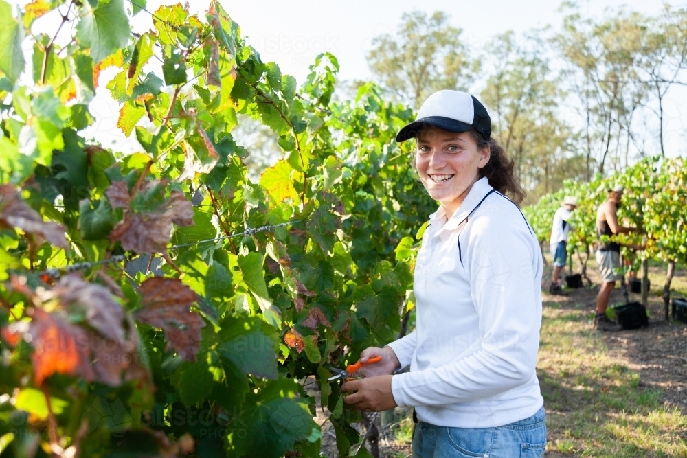 Image of Young grape picker doing casual work in a vineyard picking ...