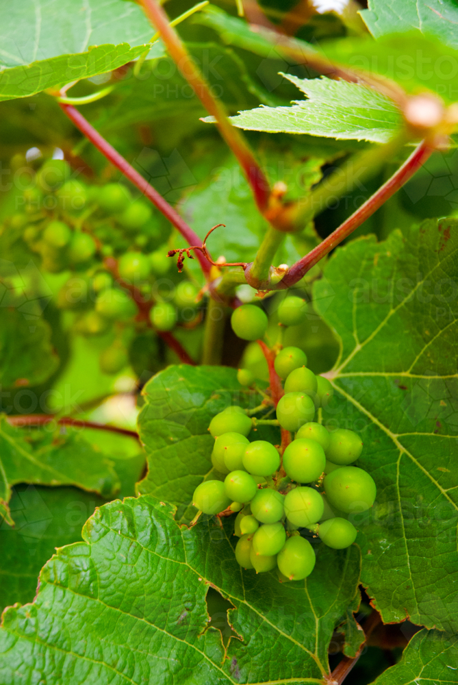 Young grapes on the vine with green leaves - Australian Stock Image