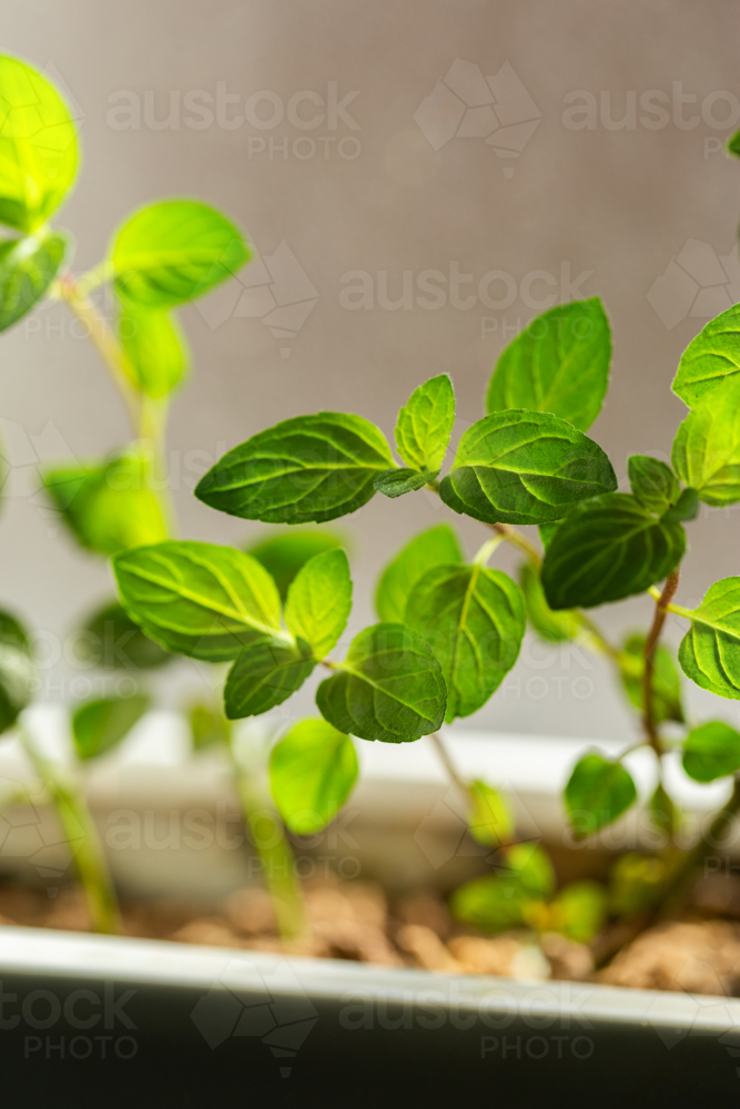 Image of Young green chocolate mint leaves growing on plant in pot on ...
