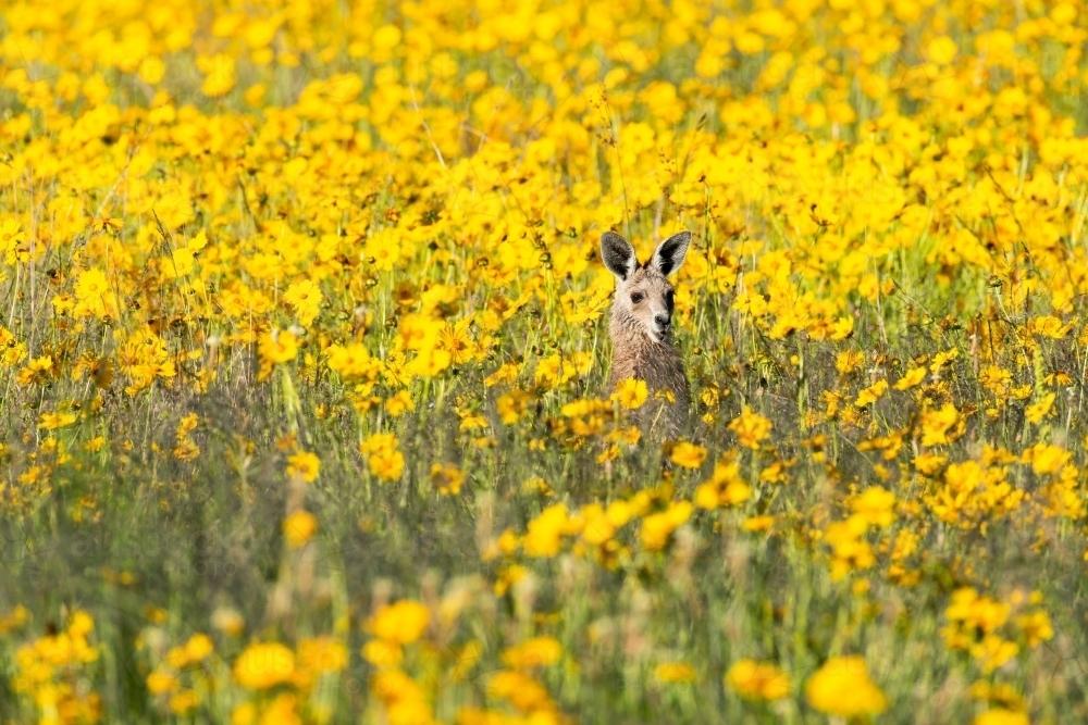 Young Grey Kangaroo in amongst a field of yellow flowers - Australian Stock Image