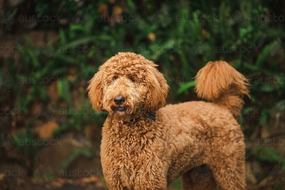 Young Groodle mixed-breed dog, also known as Golden Doodle (Poodle Golden Retriever Cross) - Australian Stock Image
