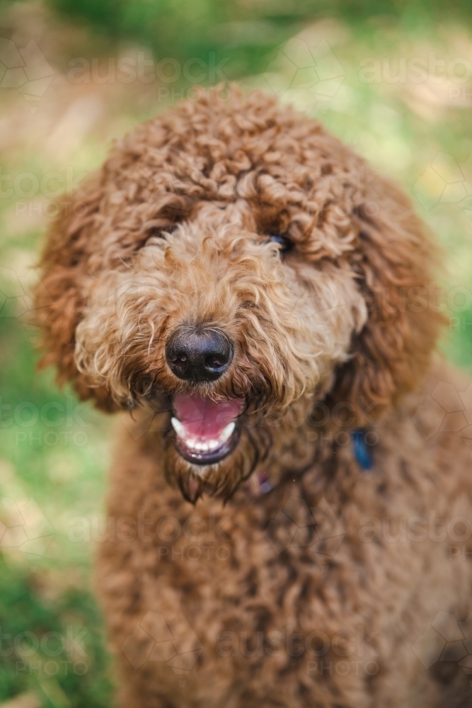 Young Groodle mixed-breed dog, also known as Golden Doodle (Poodle Golden Retriever Cross) - Australian Stock Image