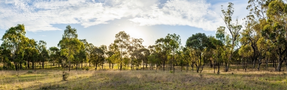 Young gum trees growing up in paddock - Australian Stock Image