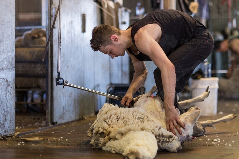 young guy shearing wool from merino sheep - Australian Stock Image