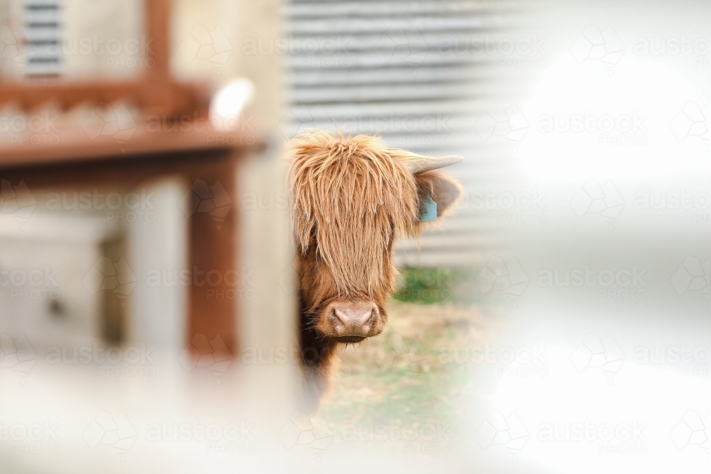Young Highland Cow steer hiding in cattle yards - Australian Stock Image