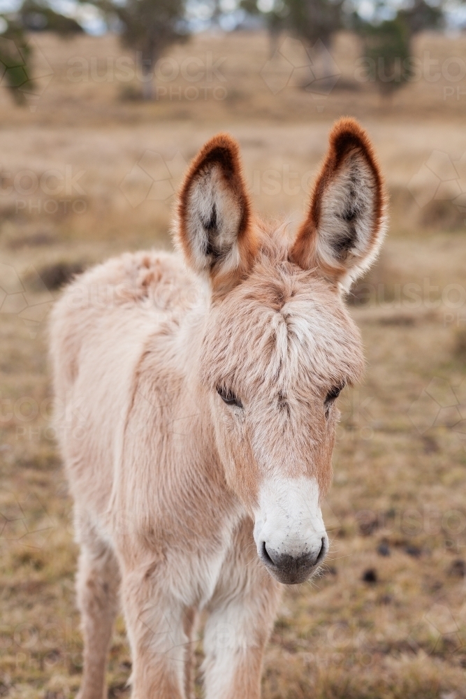Young inquisitive donkey foal in paddock on overcast day - Australian Stock Image