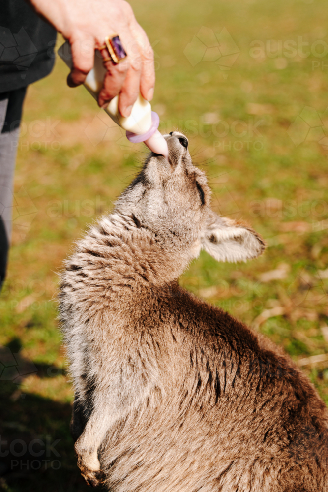Young Joey being bottle fed outdoors by an animal care worker - Australian Stock Image