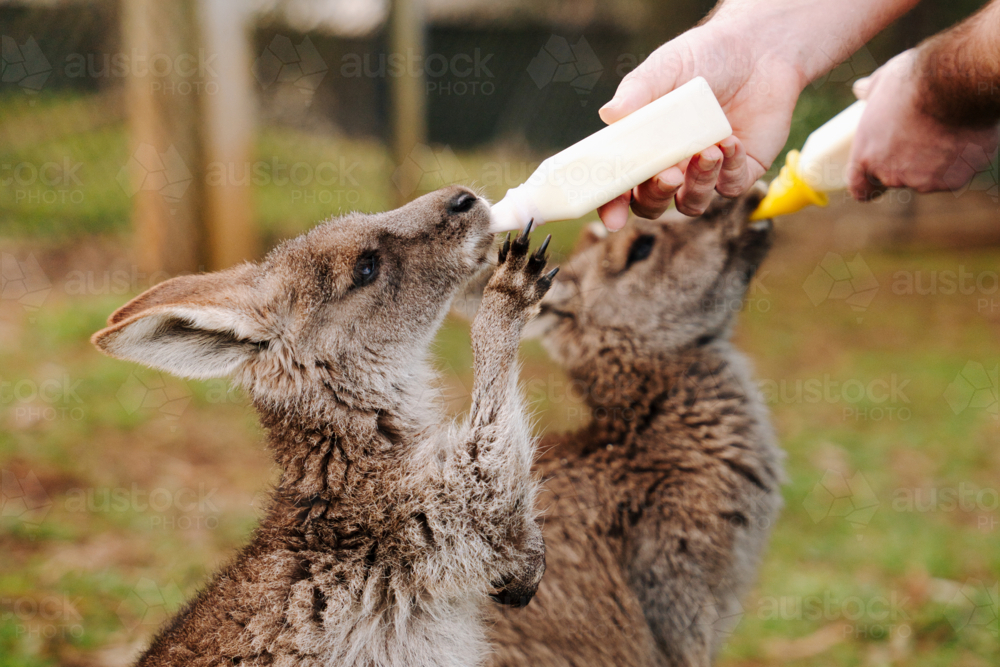 Young Joey being bottle fed outdoors by an animal carer - Australian Stock Image
