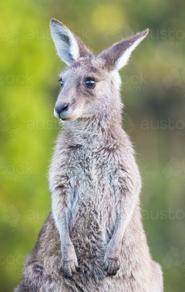 Young kangaroo looking nervously to the side. - Australian Stock Image