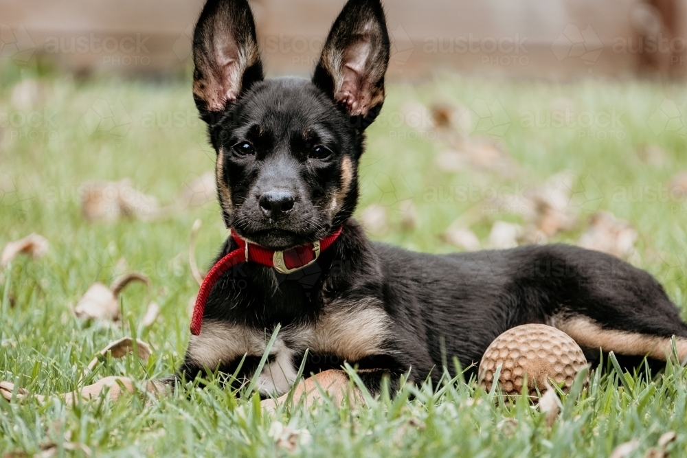 Young kelpie pup alert and ready to play. - Australian Stock Image