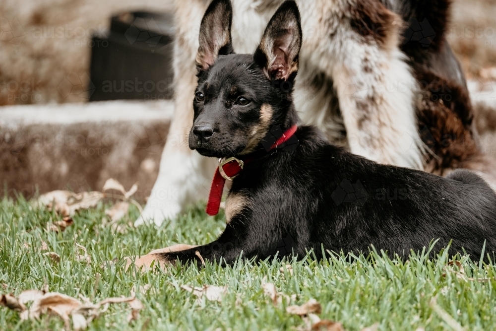 Young kelpie pup. - Australian Stock Image