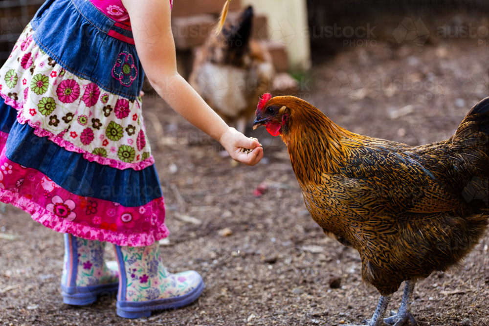 Young kid wearing gumboots feeding chook layer pellets in farmyard - Australian Stock Image