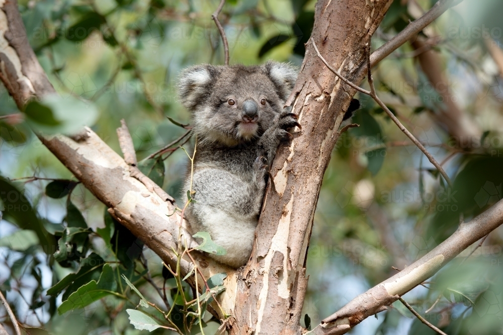 Young koala looking out from gum tree - Australian Stock Image