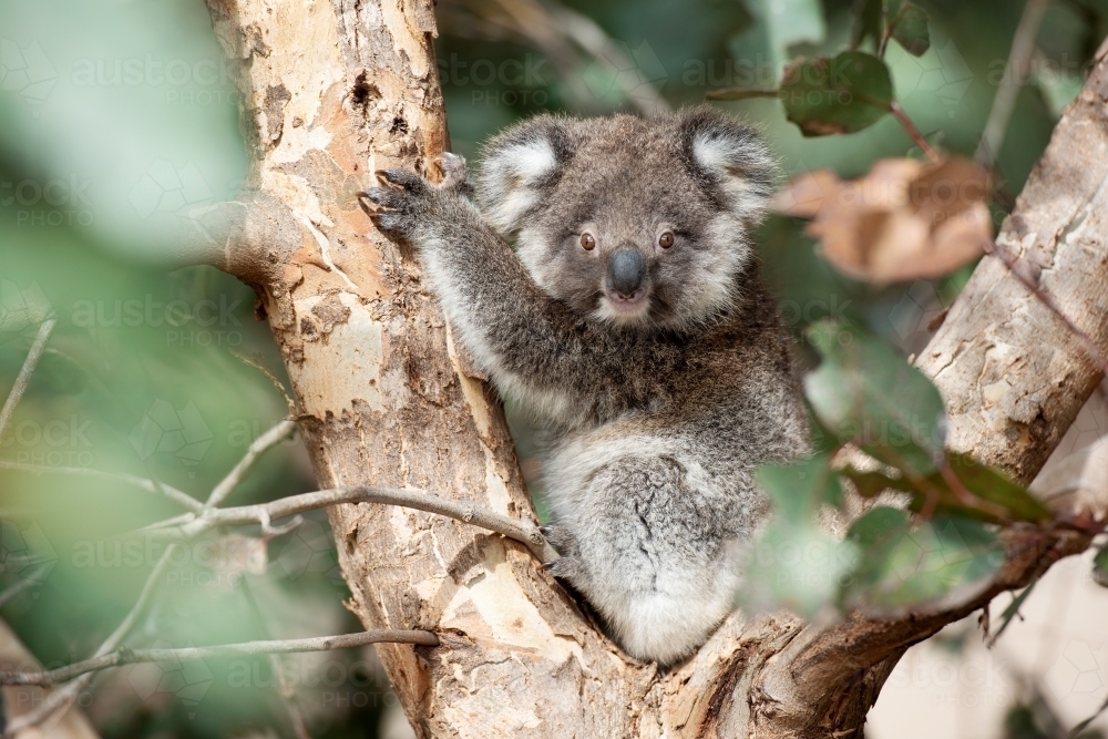 Young koala watching from eucalyptus tree - Australian Stock Image