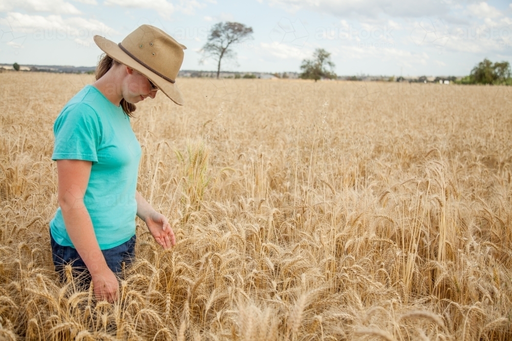 Young lady looking down at bearded wheat crop on a farm - Australian Stock Image