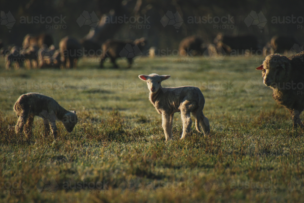 Young lambs grazing on a sunlit paddock - Australian Stock Image