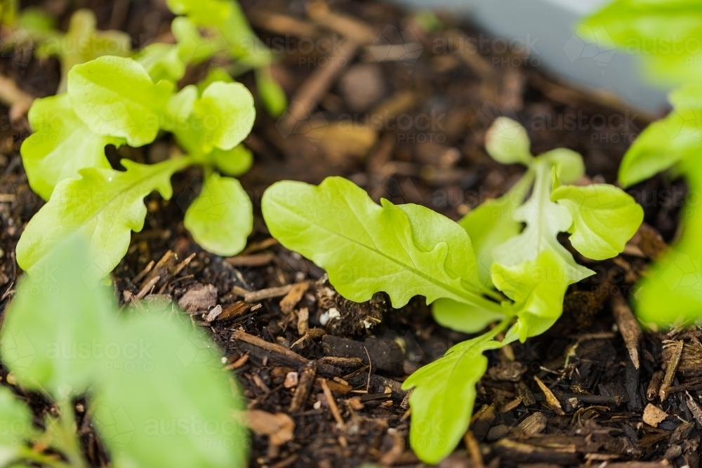 Young lettuce plants growing in garden - Australian Stock Image