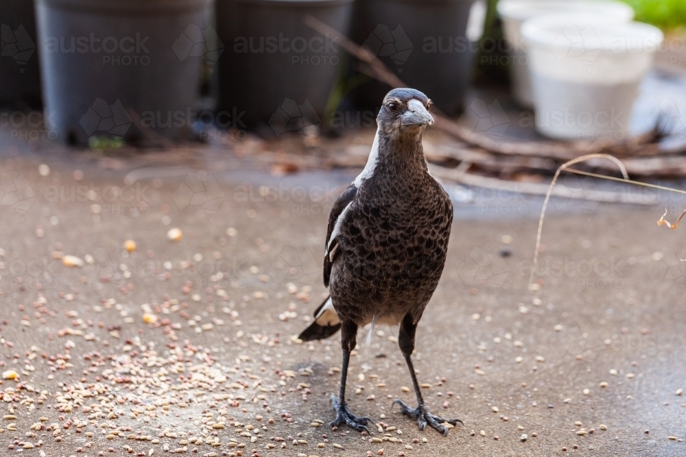 young magpie standing on concrete in backyard - Australian Stock Image