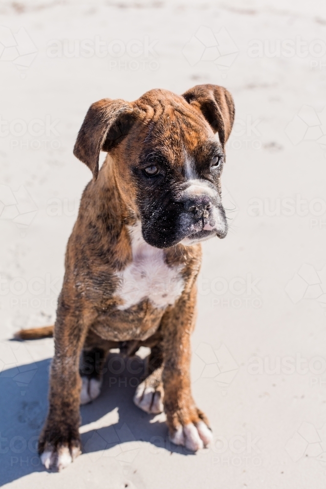 Young male Boxer puppy sitting at the beach - Australian Stock Image