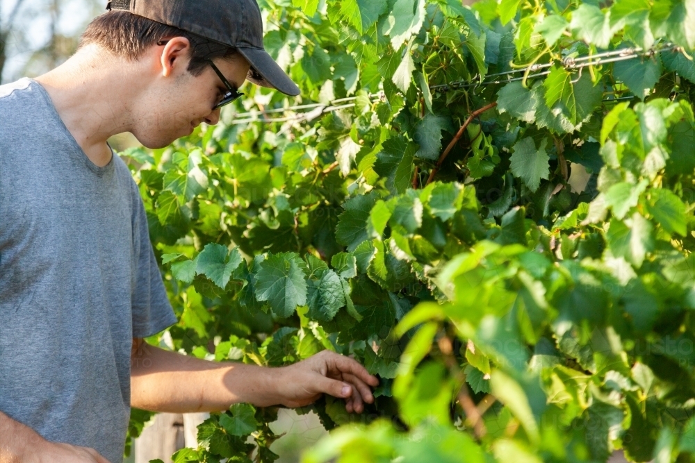 Young man grape picking at vineyard in summer - Australian Stock Image