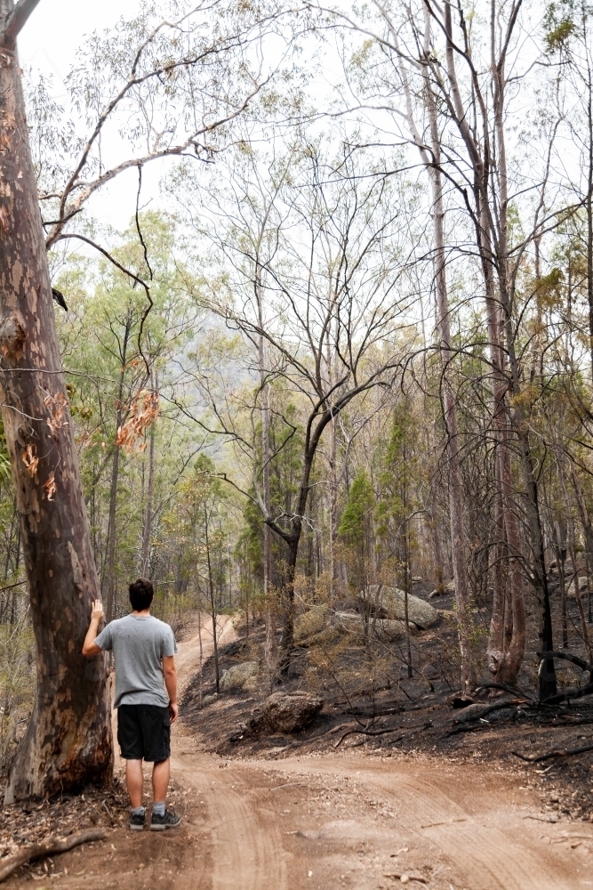 Young man looking along fire trail with back burning along one side in Bulga - Australian Stock Image