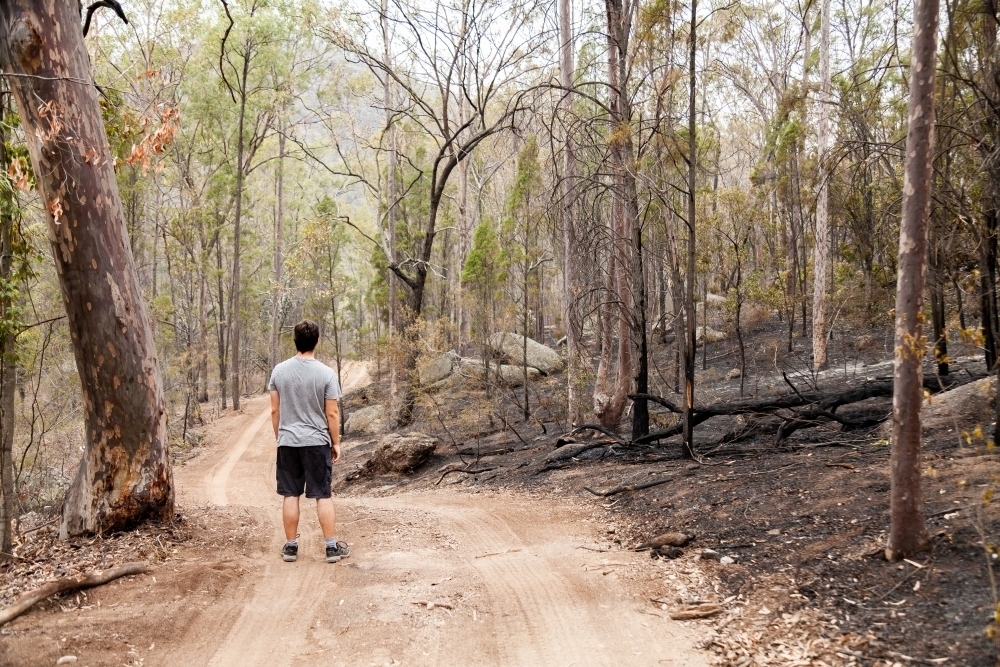 Young man looking along fire trail with back burning along one side in Bulga - Australian Stock Image