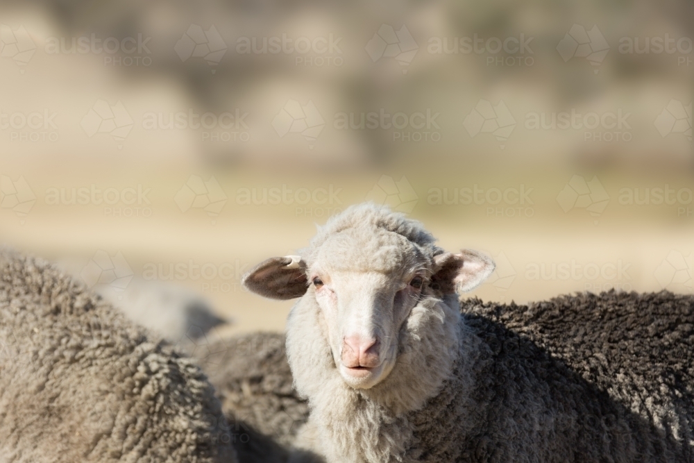 Young merino sheep - Australian Stock Image