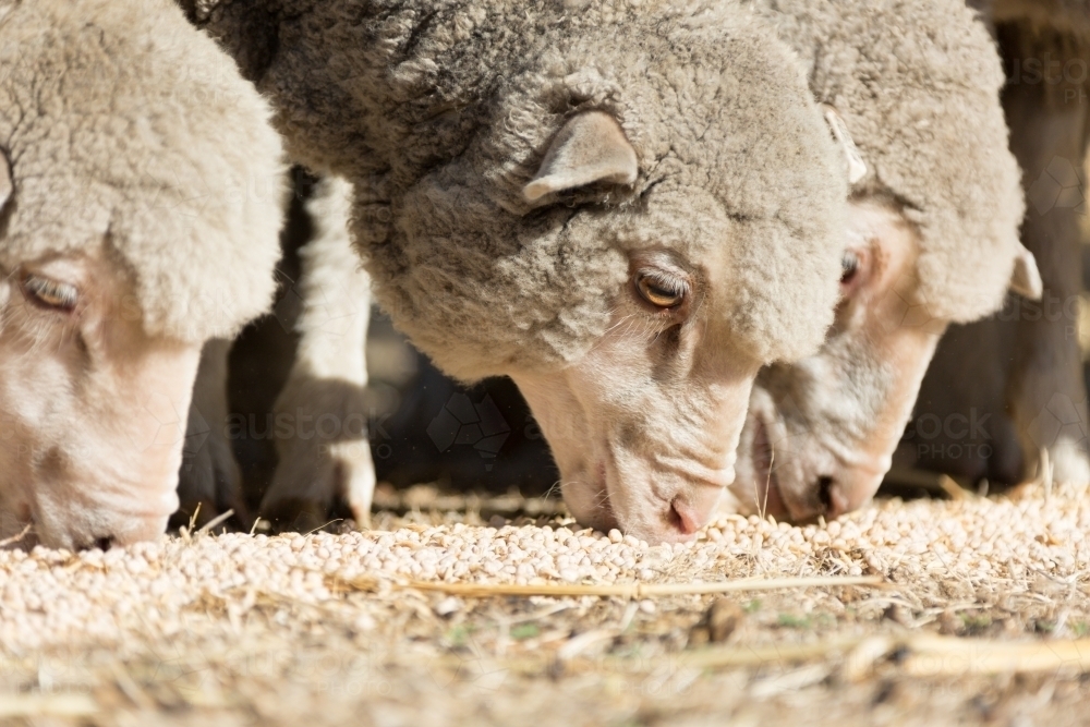 Image of Young merino sheep eating lupins in drought Austockphoto