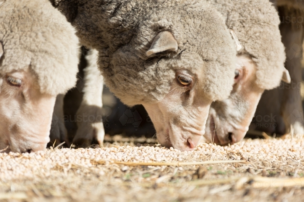 Young merino sheep eating lupins in drought - Australian Stock Image