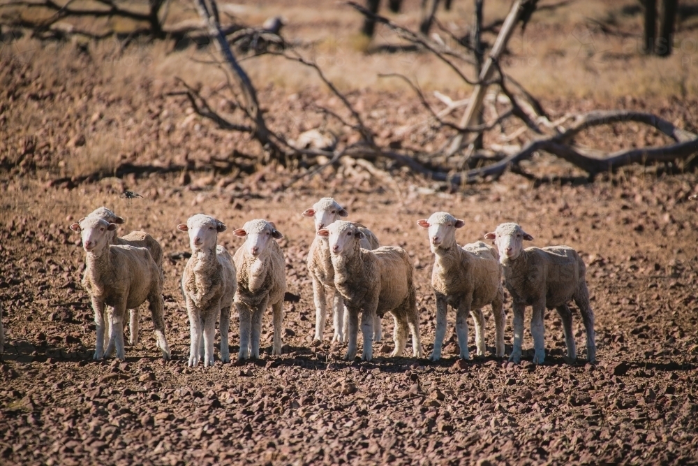 Young merino sheep in drought paddock - Australian Stock Image