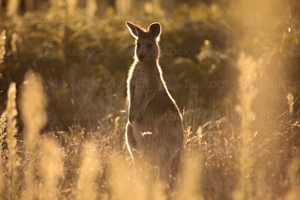 Image of Young Native Australian Kangaroos foraging in the native ...
