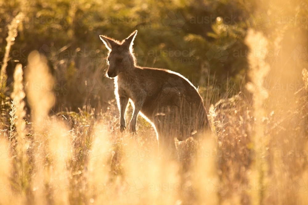 Young Native Australian Kangaroos foraging in the native grasslands on sunset at Wilsons Promontory - Australian Stock Image