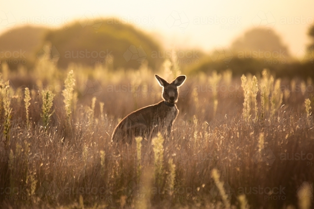 Image of Young Native Australian Kangaroos foraging in the native ...