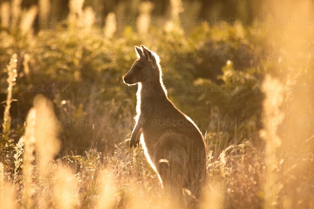 Young Native Australian Kangaroos foraging in the native grasslands on sunset at Wilsons Promontory - Australian Stock Image
