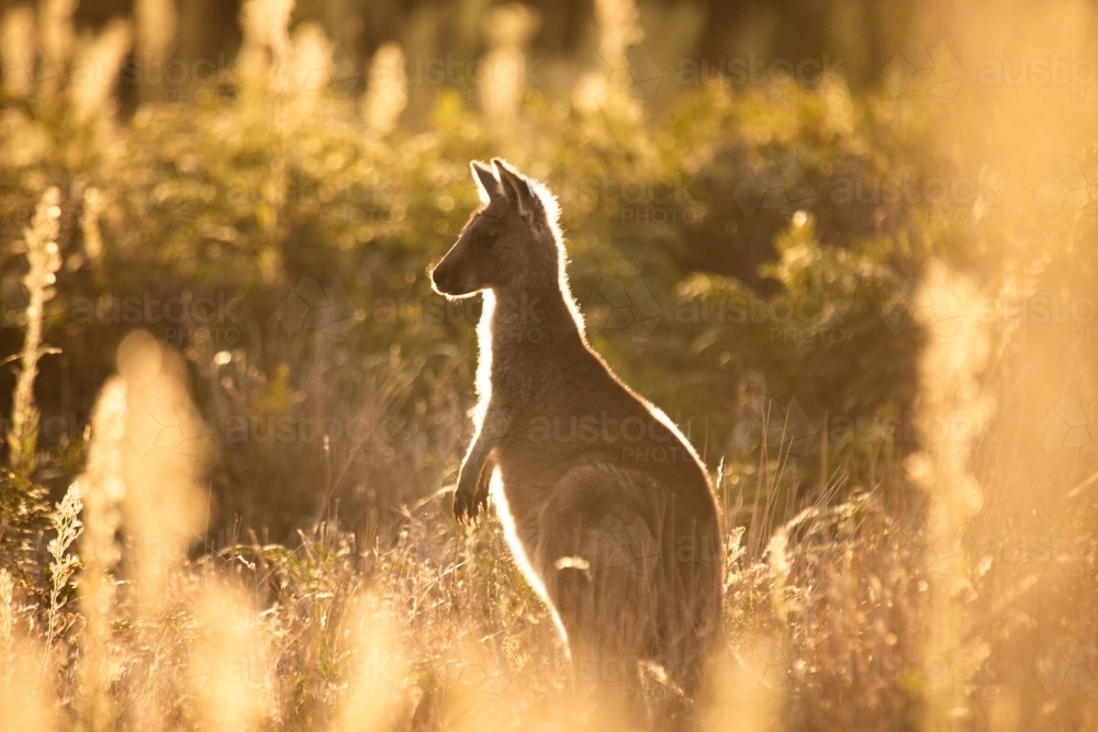 Image of Young Native Australian Kangaroos foraging in the native ...