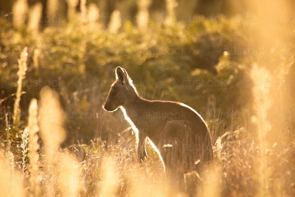 Young Native Australian Kangaroos foraging in the native grasslands on sunset at Wilsons Promontory - Australian Stock Image
