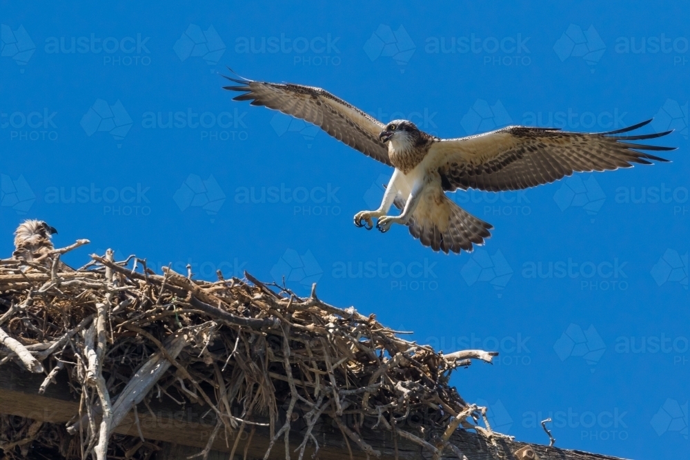 Young Osprey landing on nest - Australian Stock Image