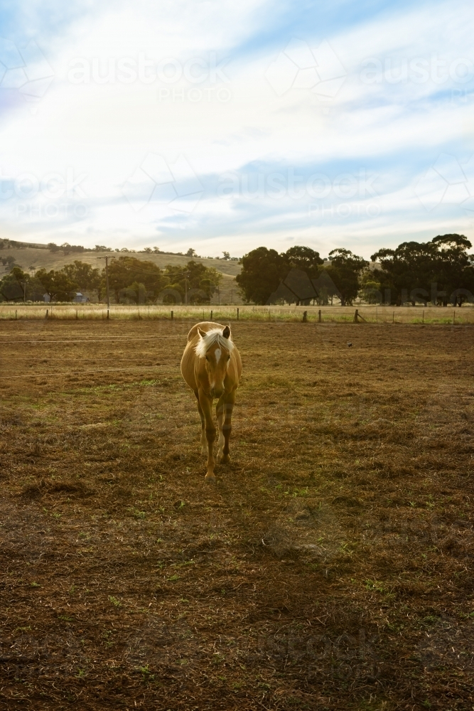 Young palomino horse walking on grass field - Australian Stock Image