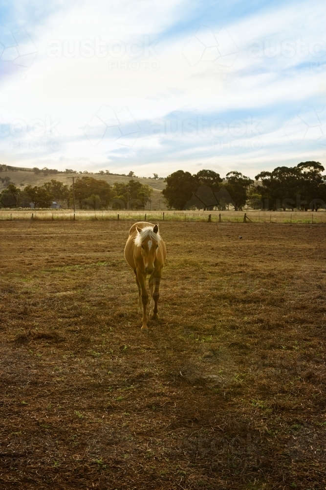 Young palomino horse walking towards camera - Australian Stock Image