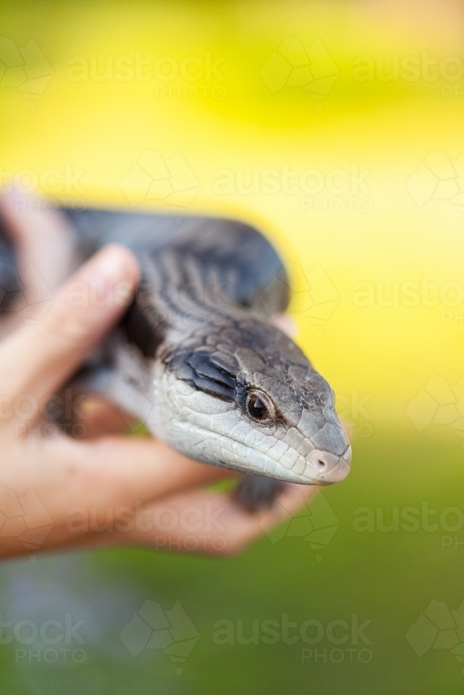 Young person hands holding pet blue tongue lizard outside - Australian Stock Image