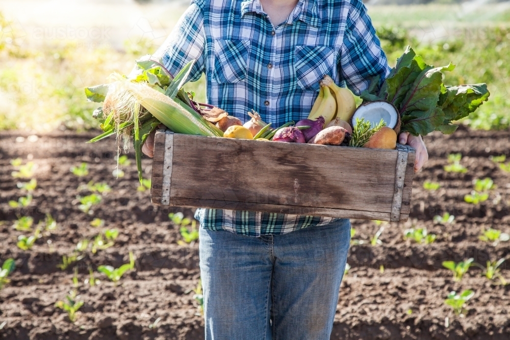 Young person holding box of fruit and veg in paddock of Aussie farm - Australian Stock Image