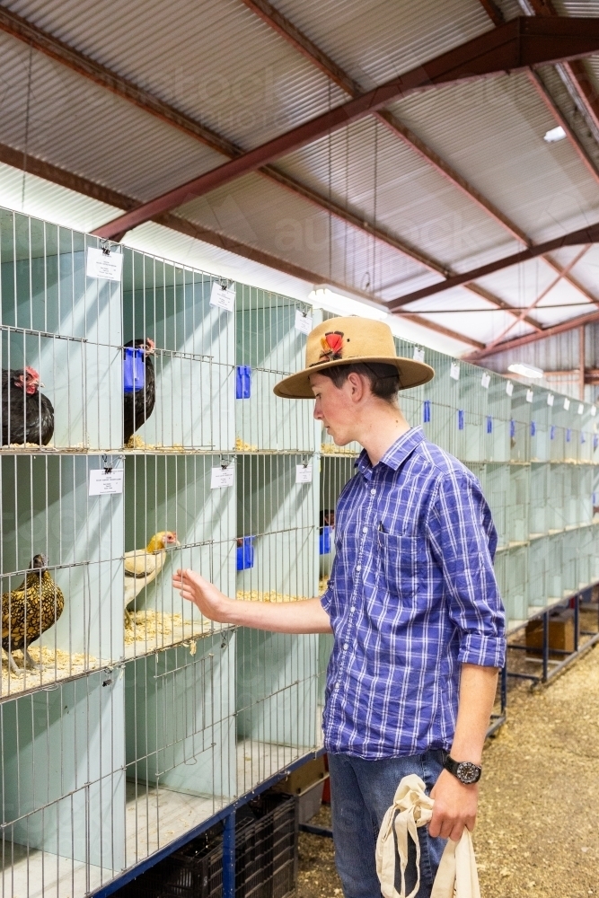 Young person in poultry shed with chooks at agricultural show - Australian Stock Image