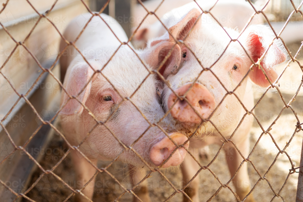 Young pigs standing side by side behind a wire mesh fence - Australian Stock Image