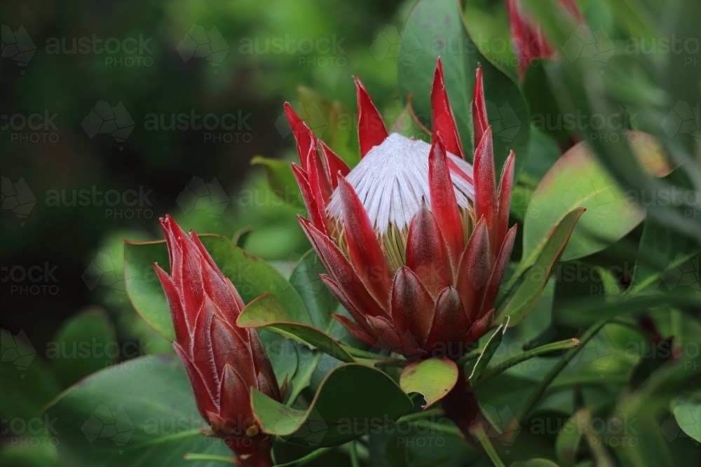 Young protea flower almost ready for full bloom alongside a young proea bud - Australian Stock Image