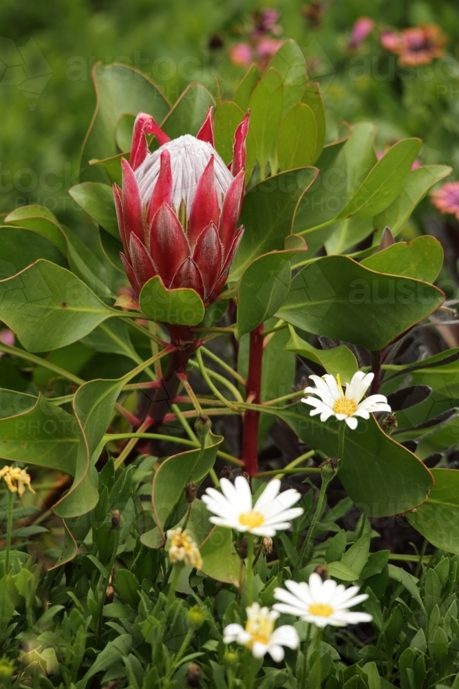Young protea in the garden : Austockphoto Young protea in the garden - Australian Stock Image