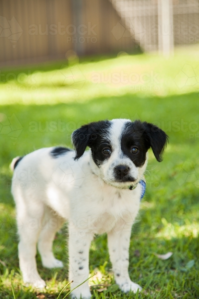 Young pup on the green grass in the backyard - Australian Stock Image
