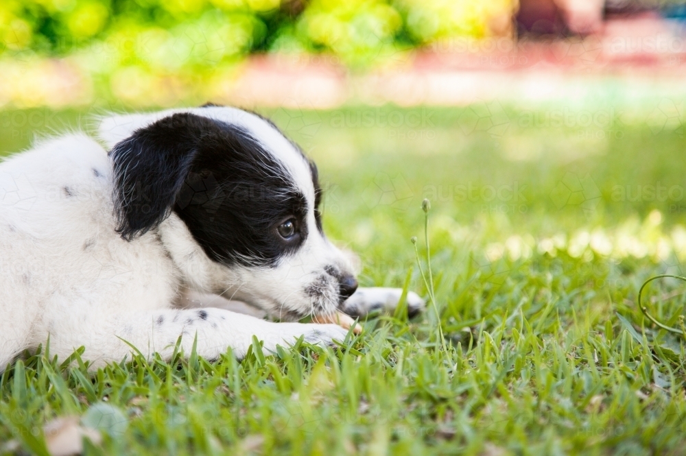 Young puppy dog on lying on grass in the backyard - Australian Stock Image